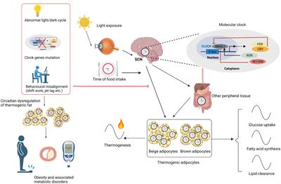 Frontiers | The emerging role of circadian rhythms in the